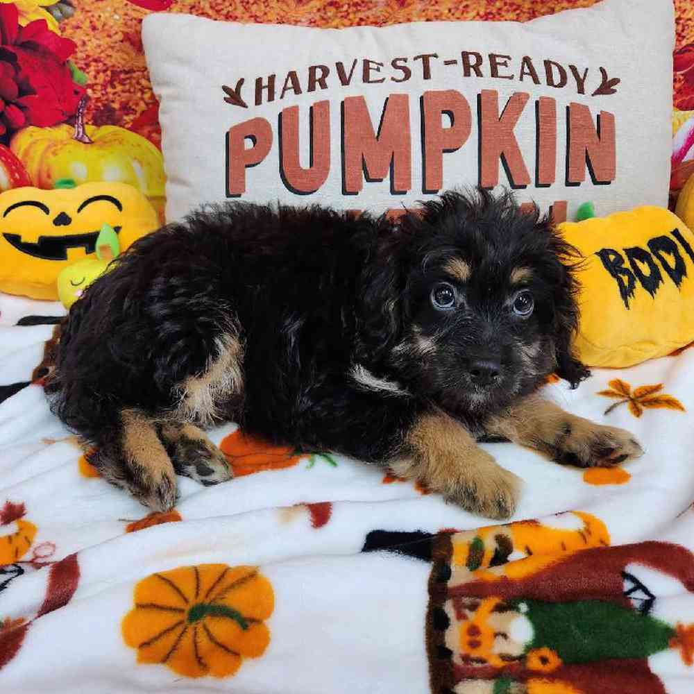 Male Mini Bernadoodle Puppy for Sale in Virginia Beach, VA