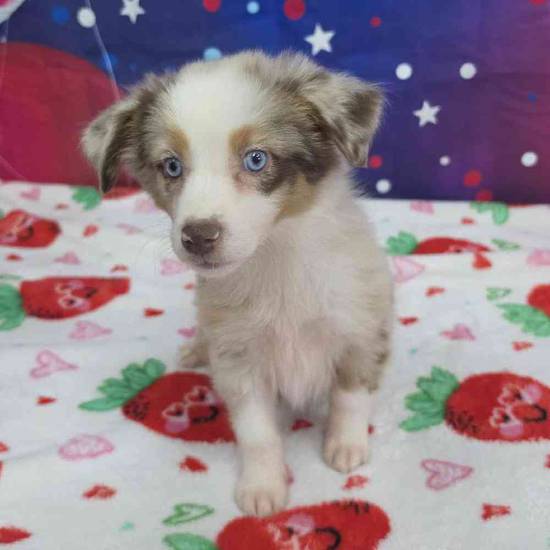 Mini Aussie