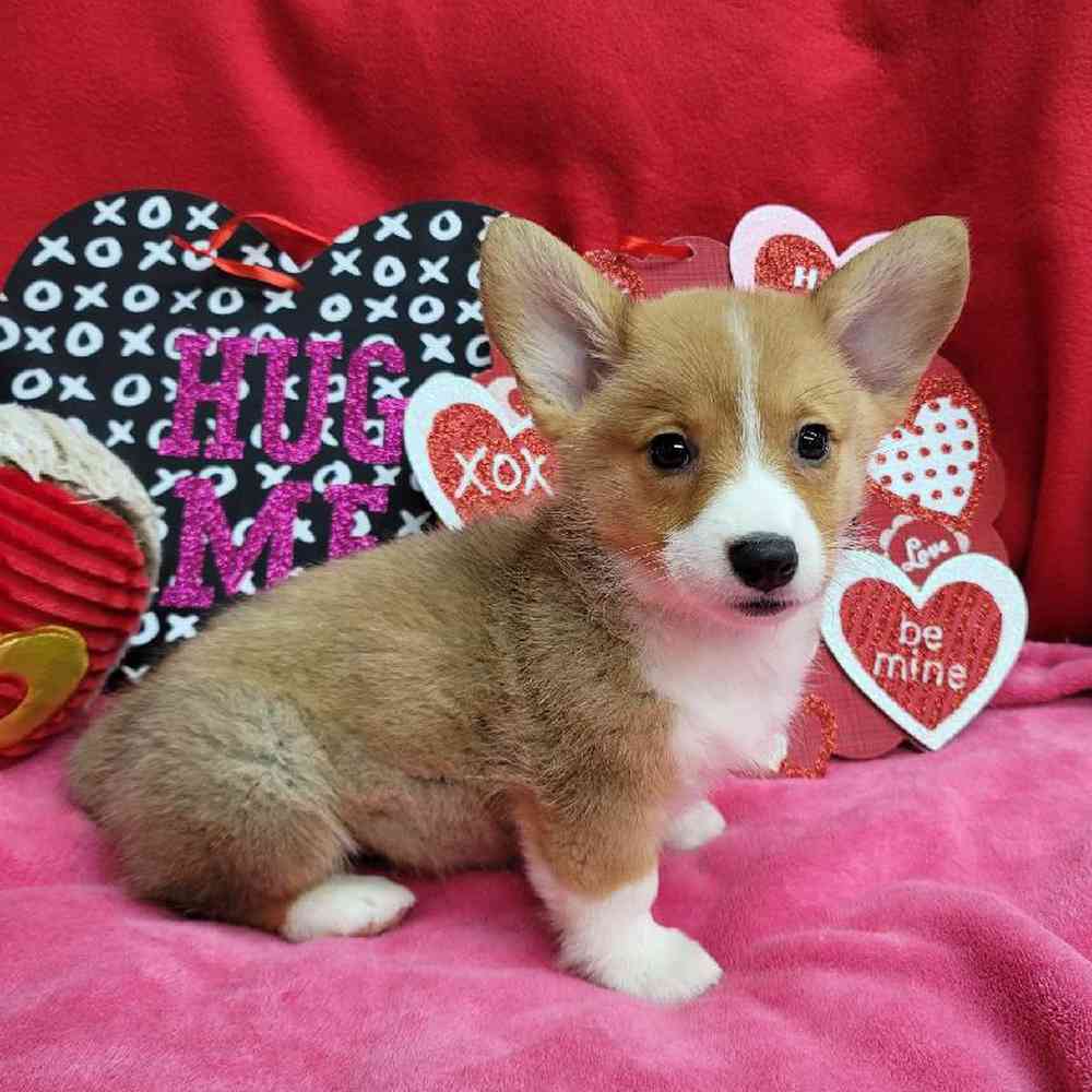 Female Pembroke Welsh Corgi Puppy for Sale in Virginia Beach, VA