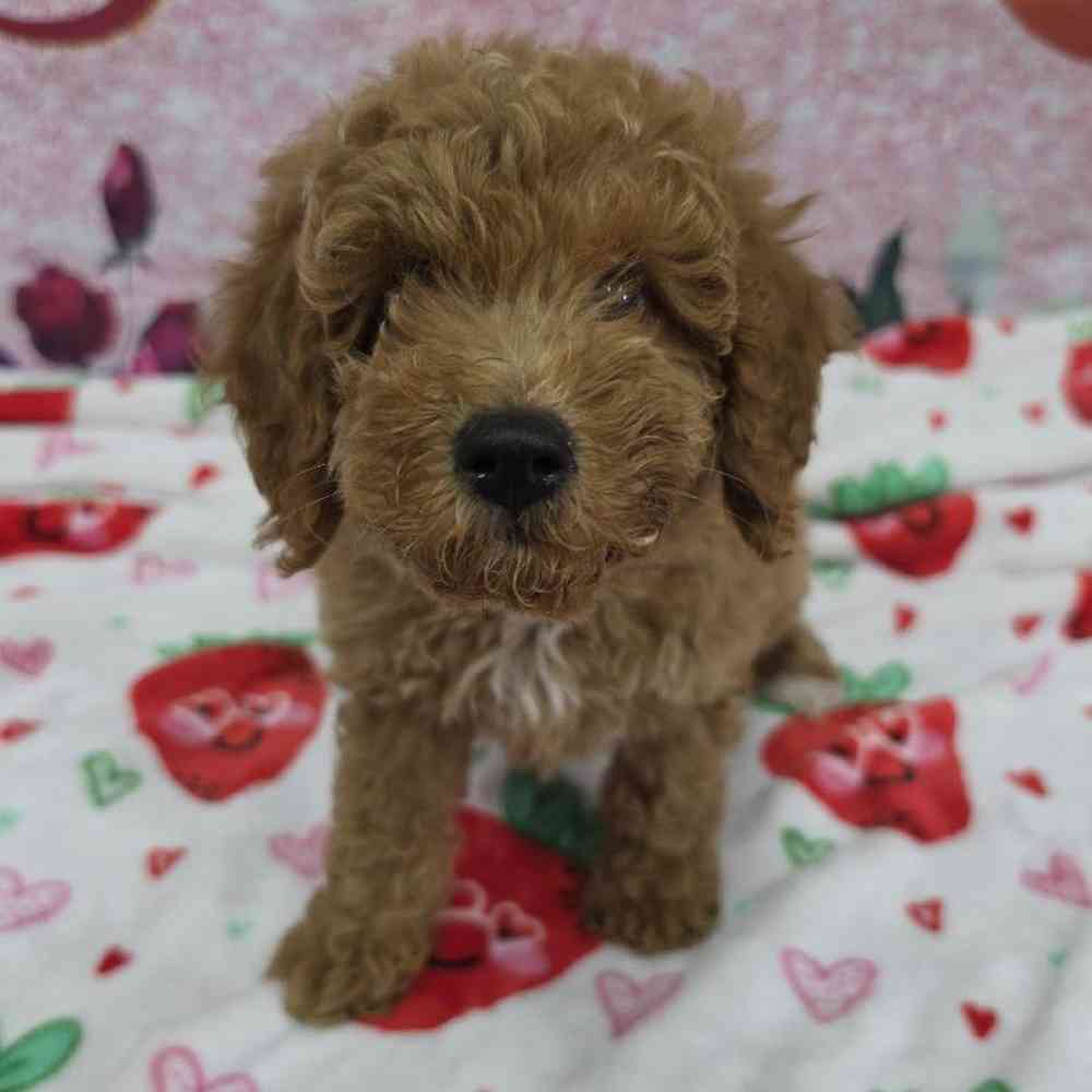 Female Mini Goldendoodle Puppy for Sale in Virginia Beach, VA