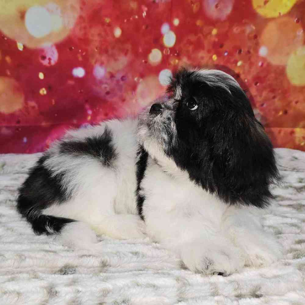 Male Malshi Puppy for Sale in Virginia Beach, VA