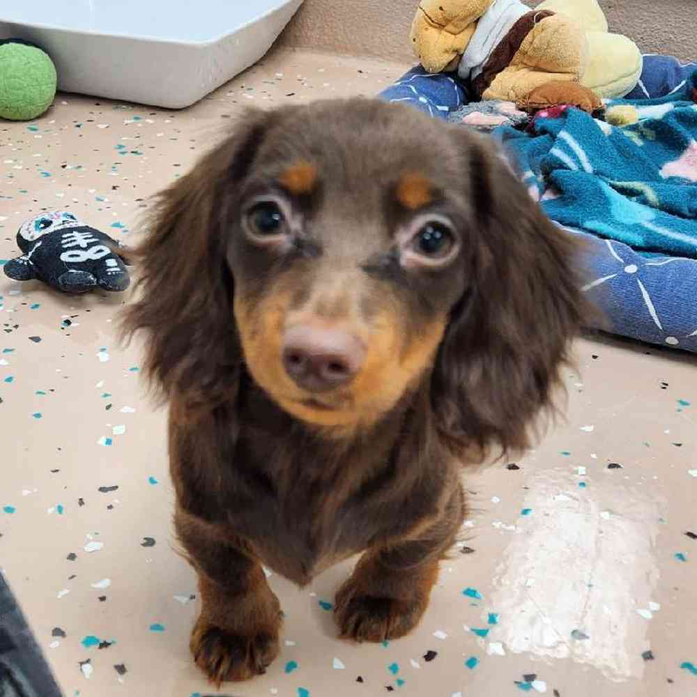 Female Dachshund Puppy for Sale in Virginia Beach, VA