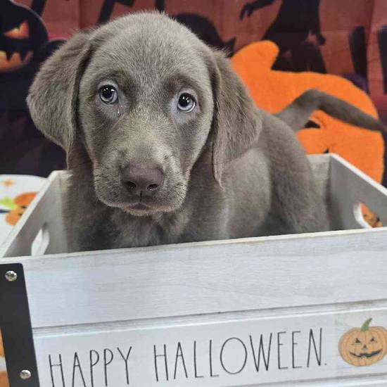 Labrador Retriever
