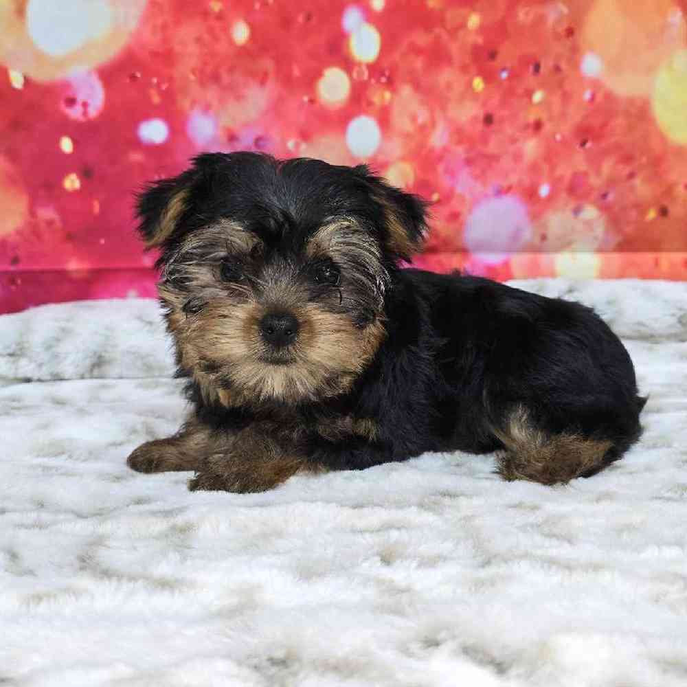 Female Yorkie Puppy for Sale in Virginia Beach, VA