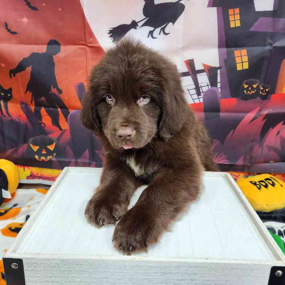Male Newfoundland Puppy for Sale in Virginia Beach, VA