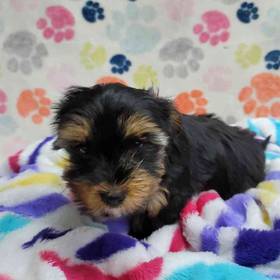 Morkie