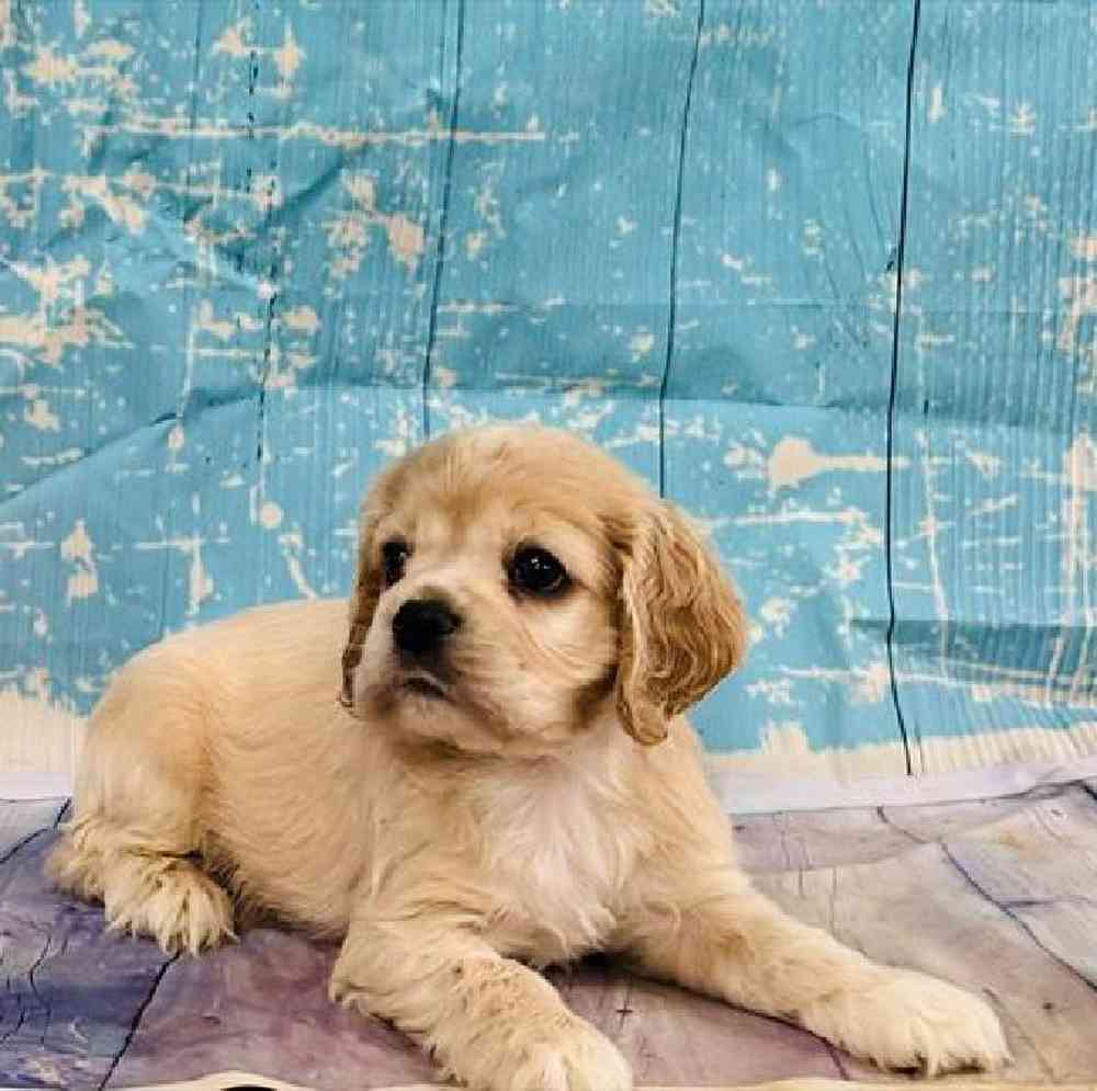 Male Cocker Spaniel Puppy for Sale in Virginia Beach, VA