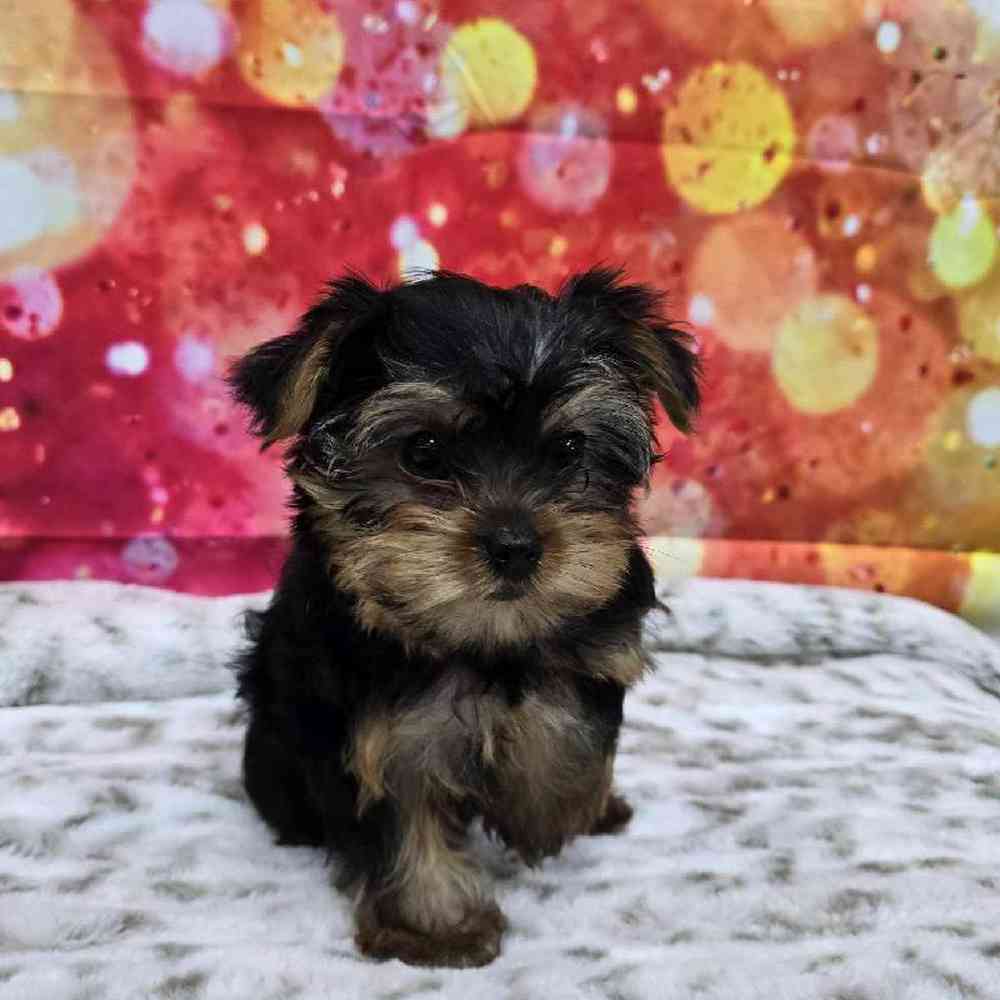 Female Yorkie Puppy for Sale in Virginia Beach, VA