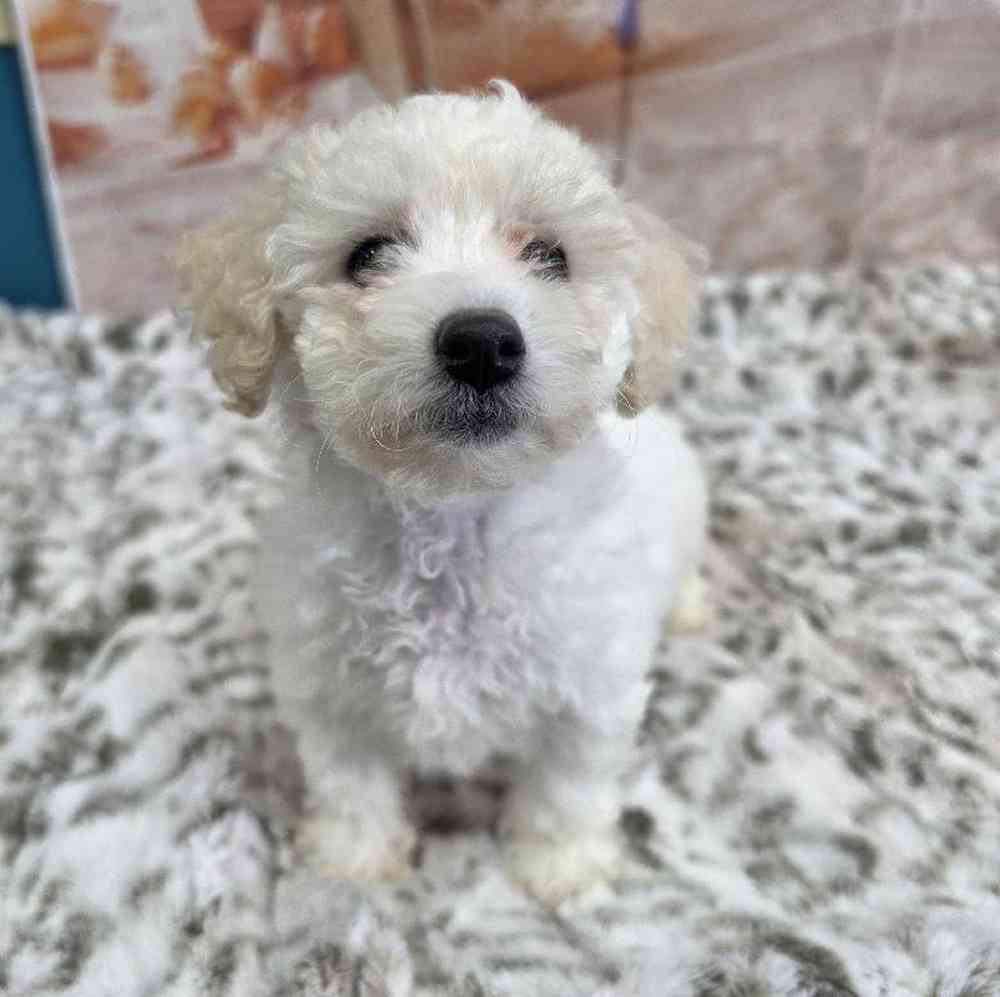 Female Bichon Puppy for Sale in Virginia Beach, VA