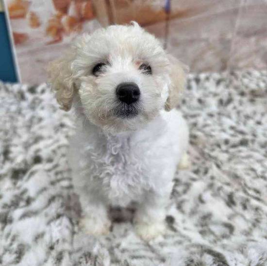 Bichon