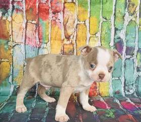Boston Terrier