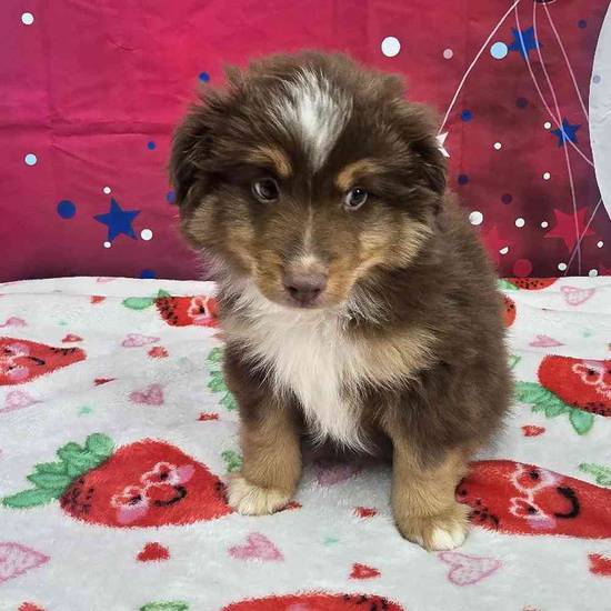 Toy Australian Shepherd 
