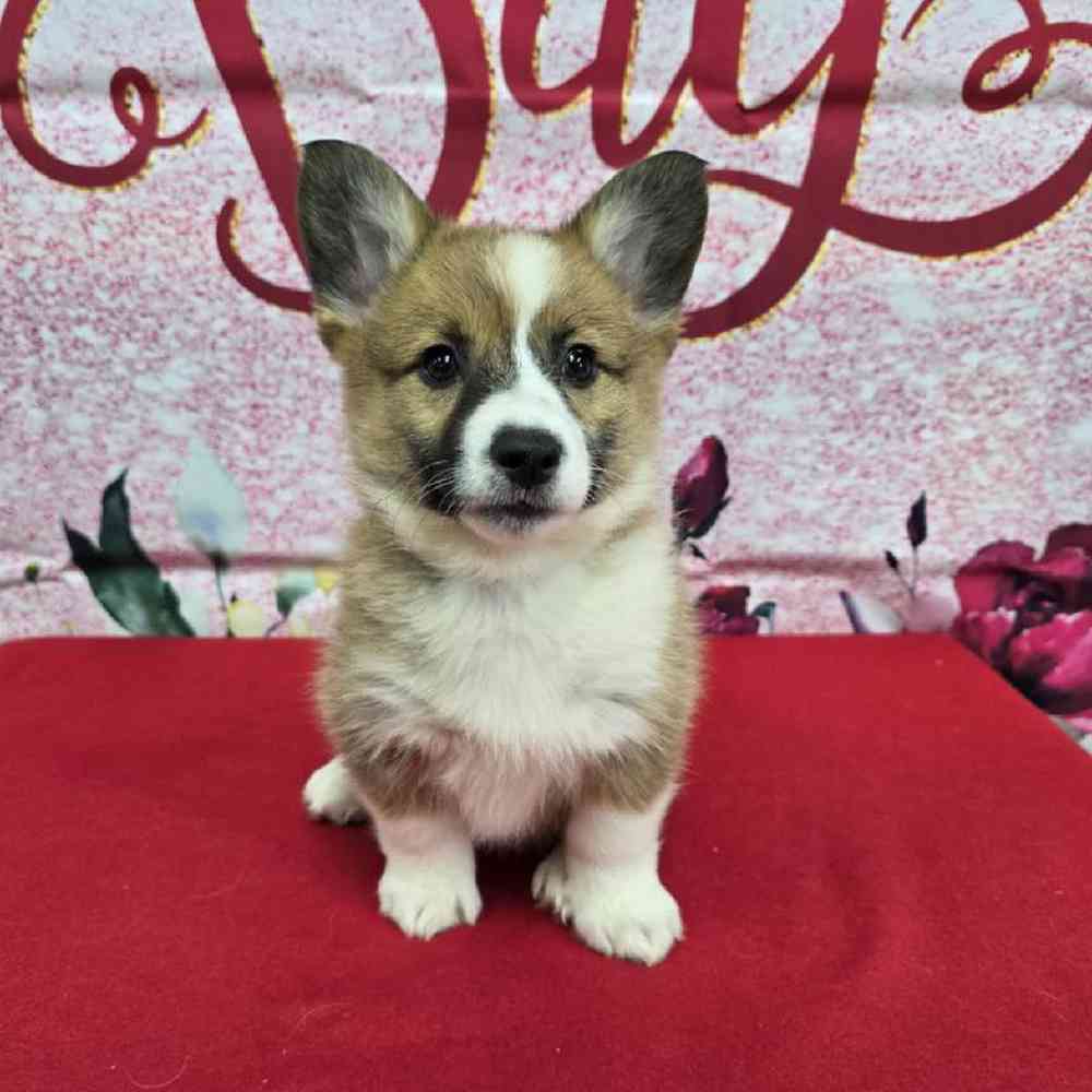 Female Pembroke Welsh Corgi Puppy for Sale in Virginia Beach, VA