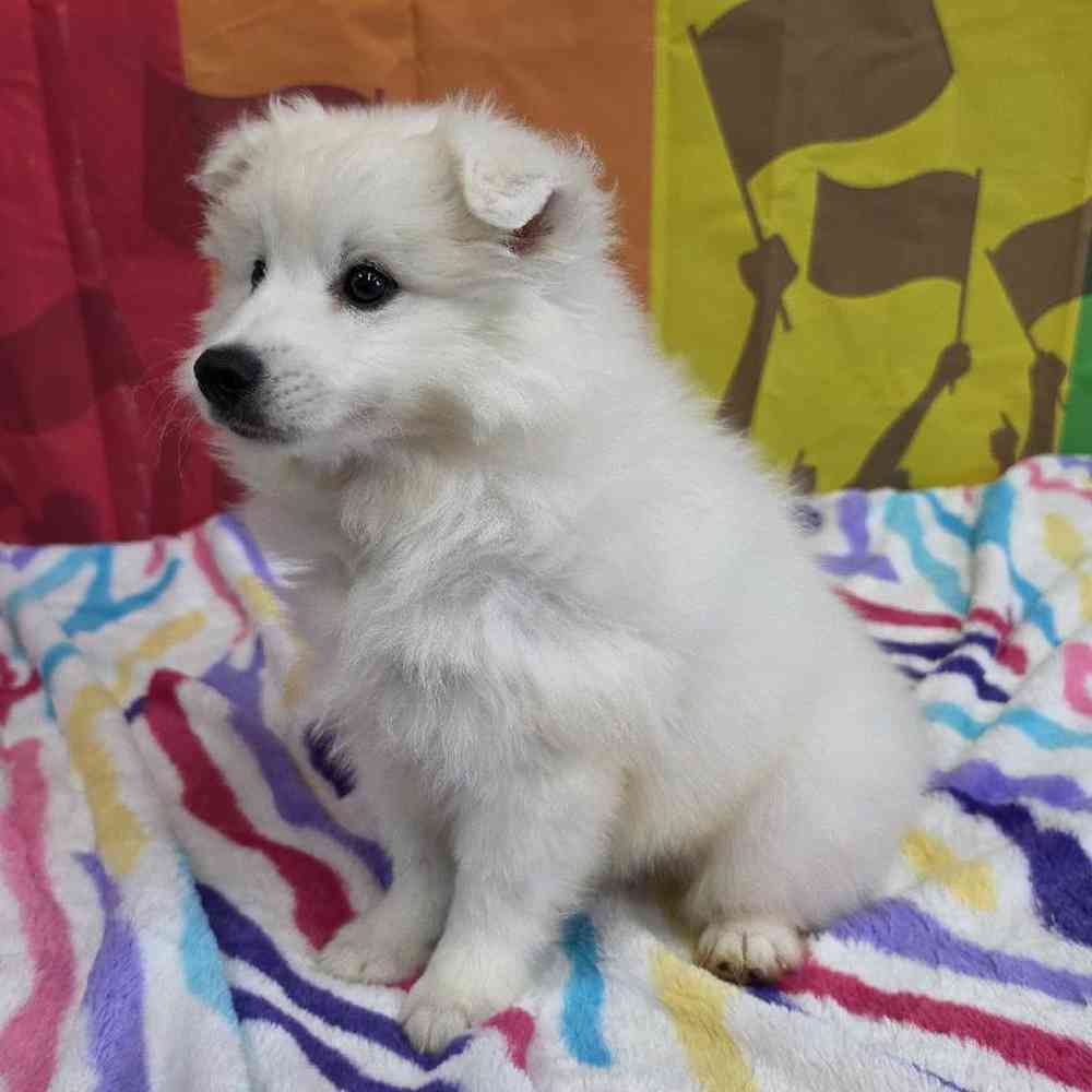 Male American Eskimo Puppy for Sale in Virginia Beach, VA