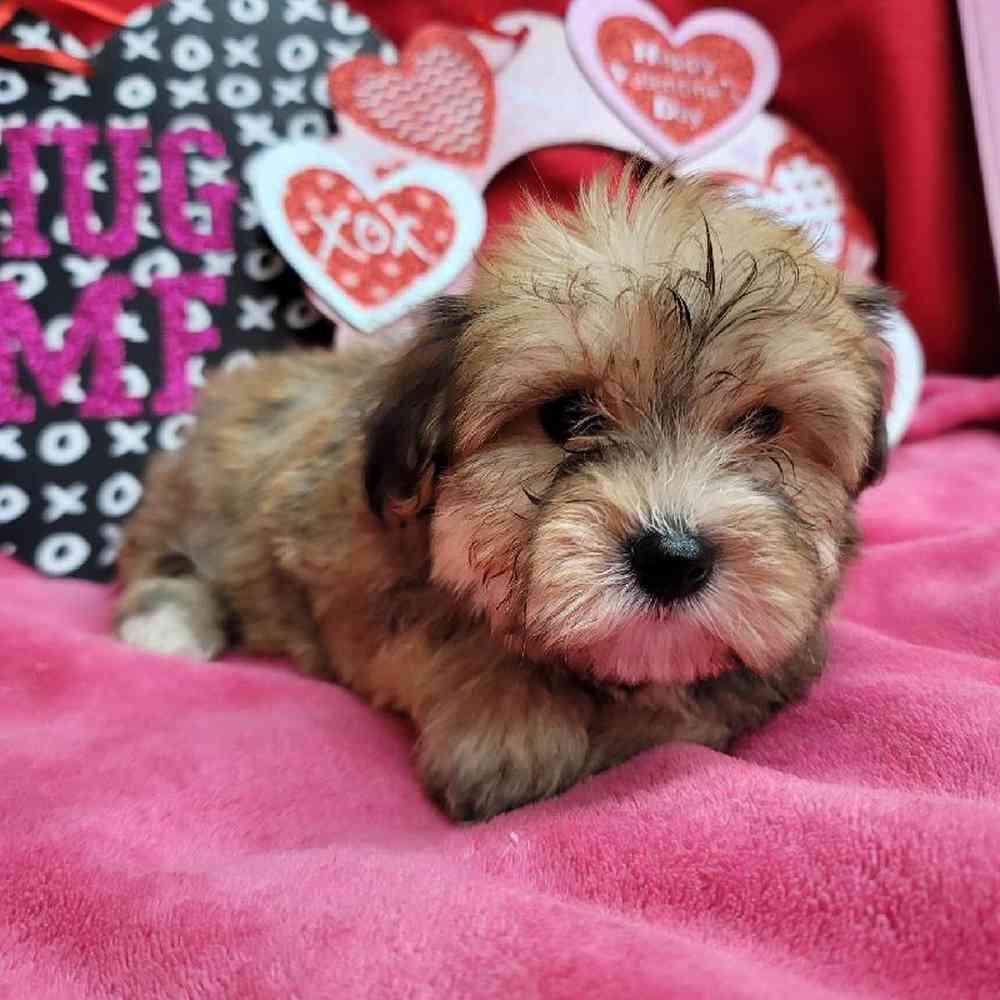 Female Yochon Puppy for Sale in Virginia Beach, VA