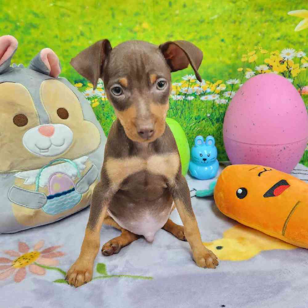 Male Min Pin Puppy for Sale in Virginia Beach, VA