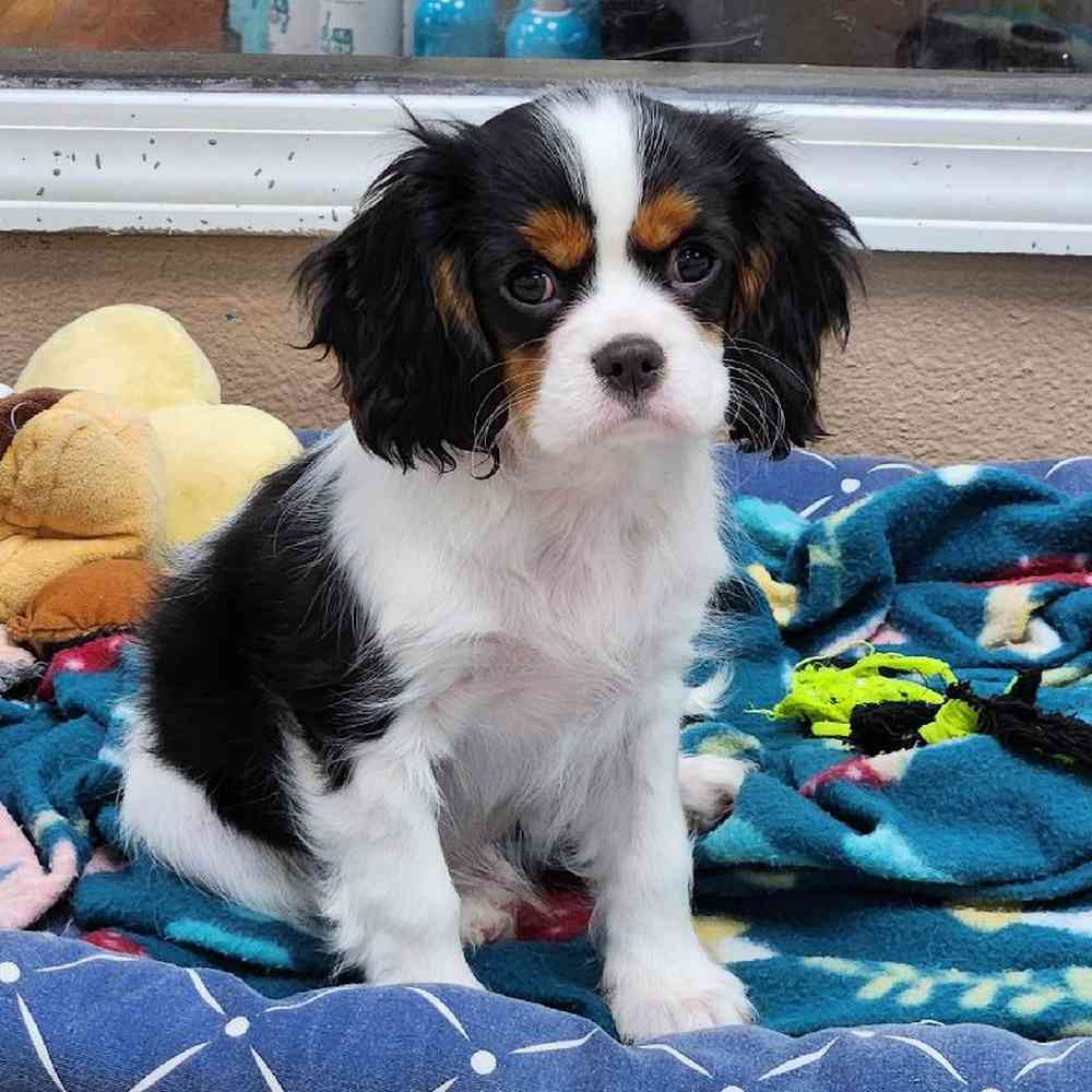 Male Cavalier King Charles Spaniel Puppy for Sale in Virginia Beach, VA