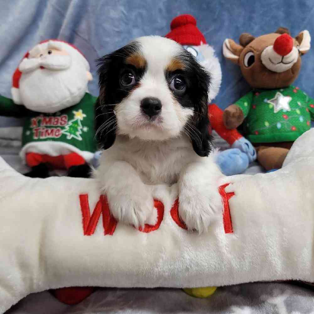 Male Cavalier King Charles Spaniel Puppy for Sale in Virginia Beach, VA