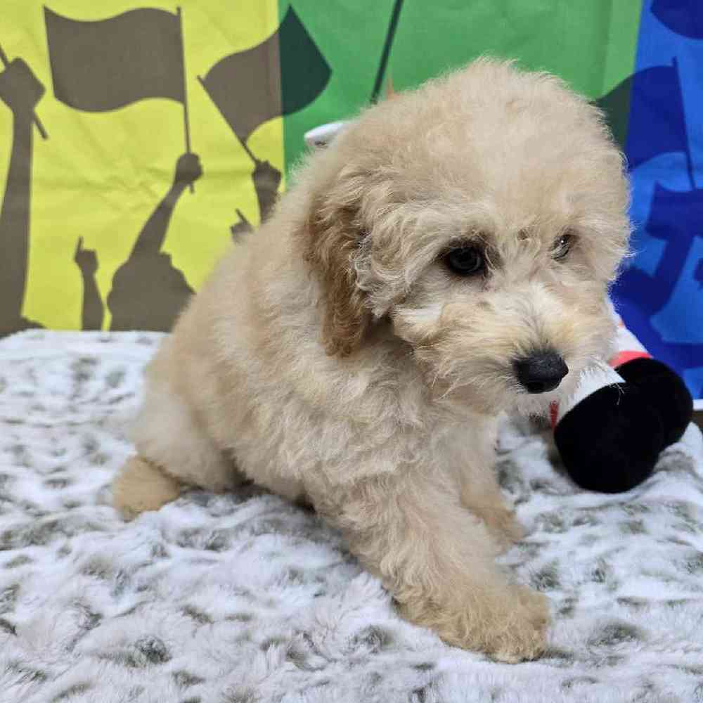 Male Mini Poodle Puppy for Sale in Virginia Beach, VA