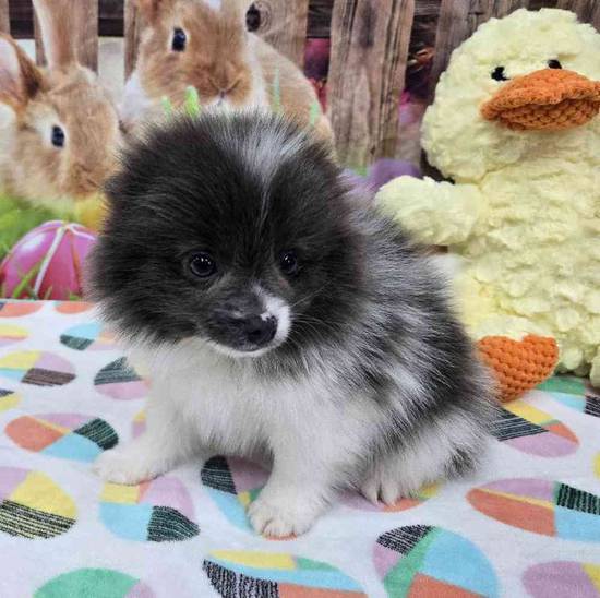 Pomeranian
