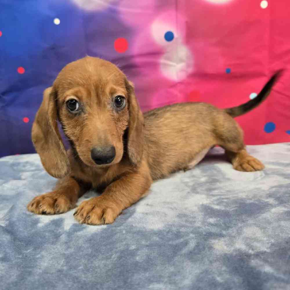 Image of a pet breed in the gallery