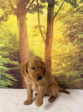 Golden Retriever