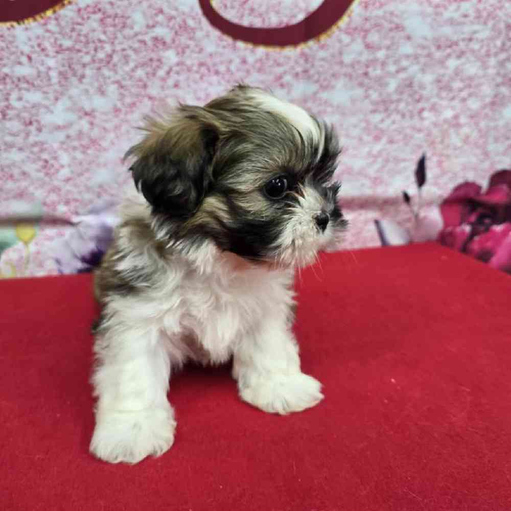 Female Shih Tzu Puppy for Sale in Virginia Beach, VA