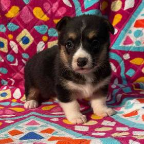 Pembroke Welsh Corgi