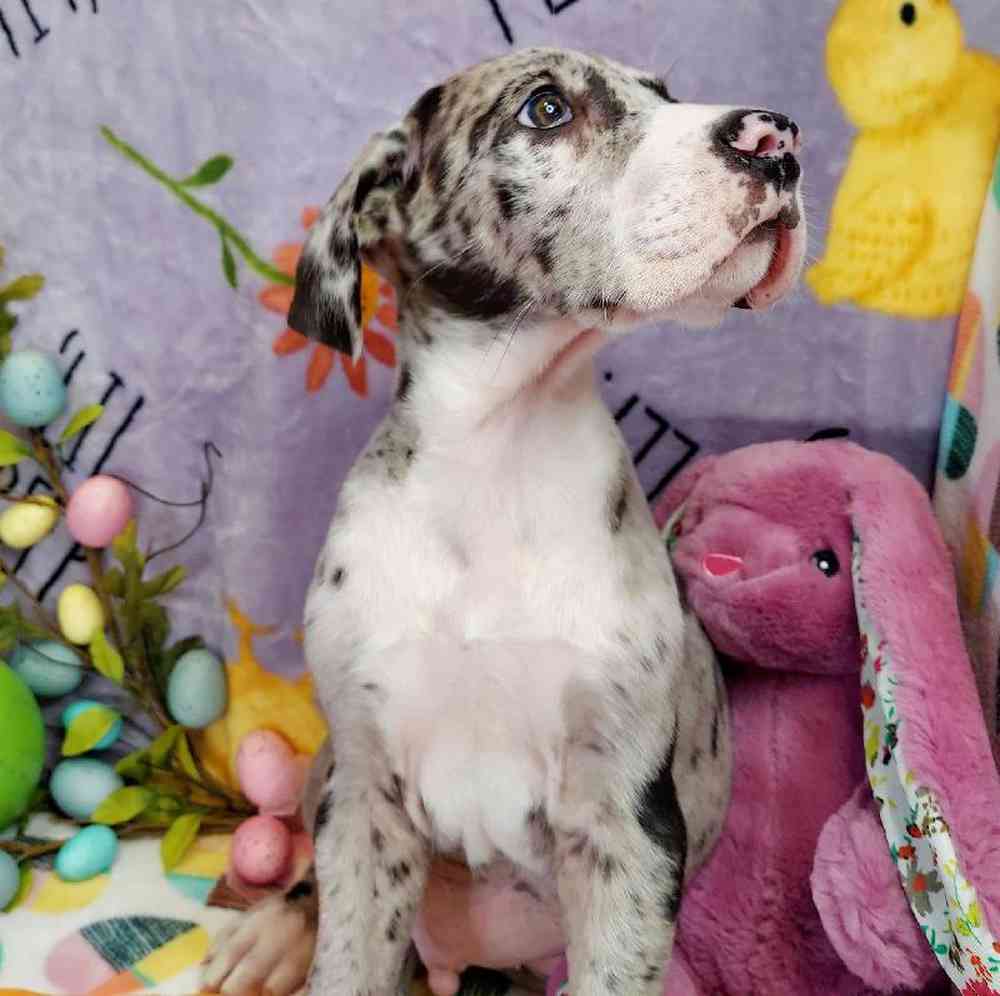 Male Great Dane Puppy for sale
