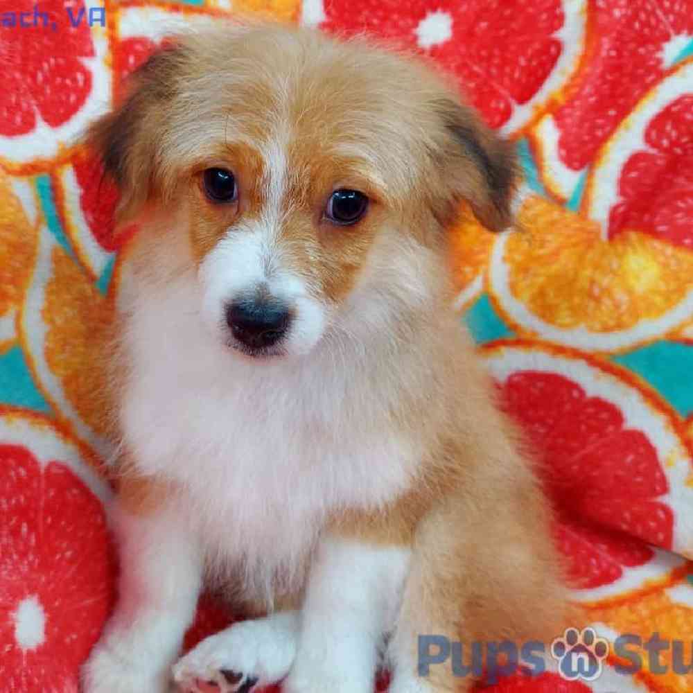 Male Toy Aussiedoodle Puppy for sale