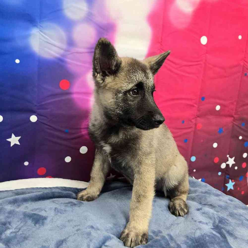 Male Norwegian Elkhound Puppy for Sale in Virginia Beach, VA