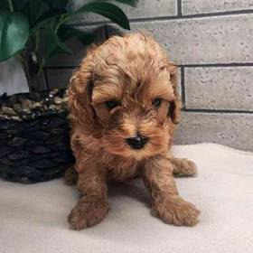 Cavapoo