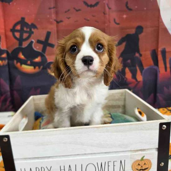Cavalier King Charles Spaniel