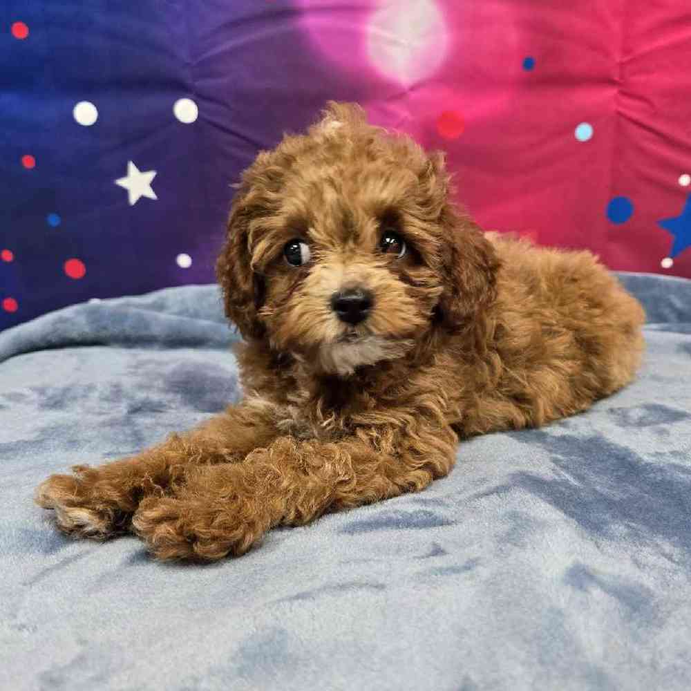Female Cavapoo Puppy for Sale in Virginia Beach, VA