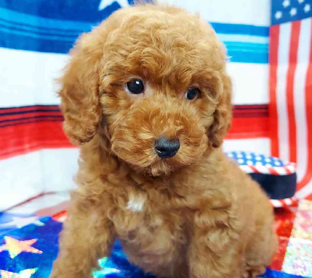 Male Mini Poodle Puppy for sale