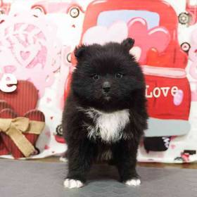 Pomsky