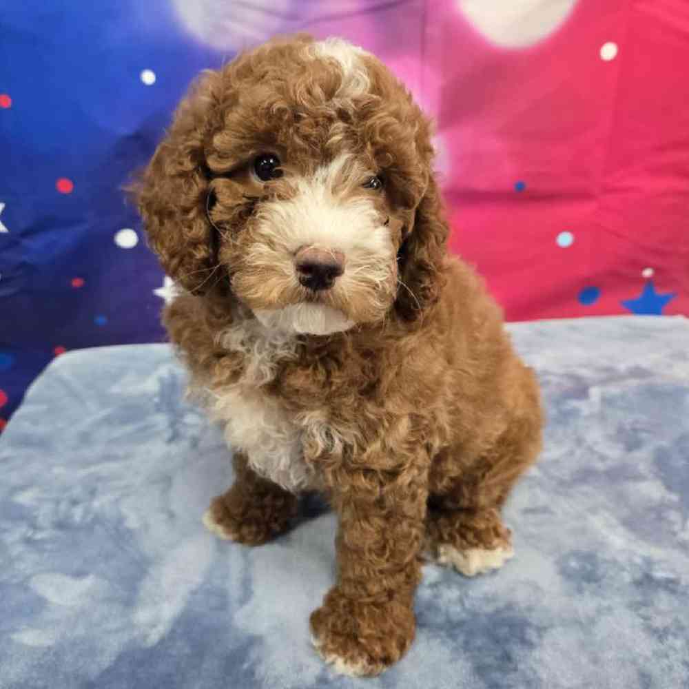 Male Poodle Puppy for Sale in Virginia Beach, VA
