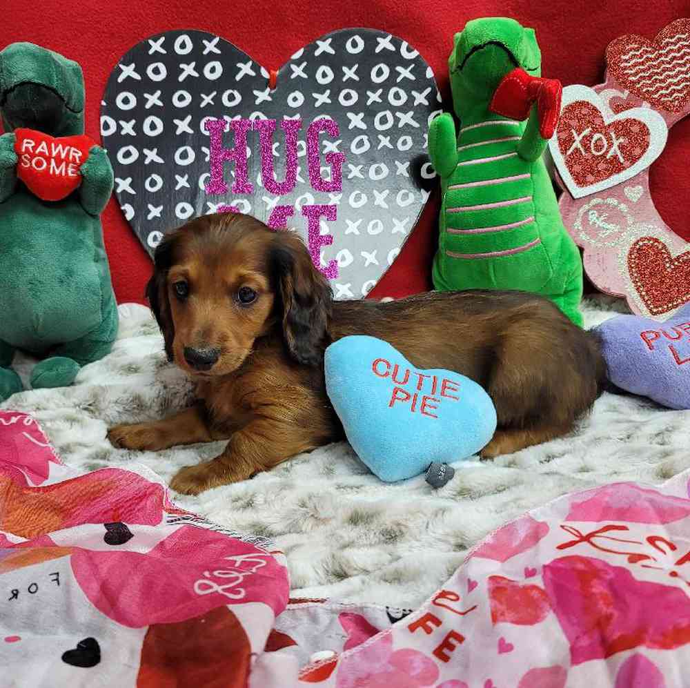 Male Dachshund Puppy for Sale in Virginia Beach, VA