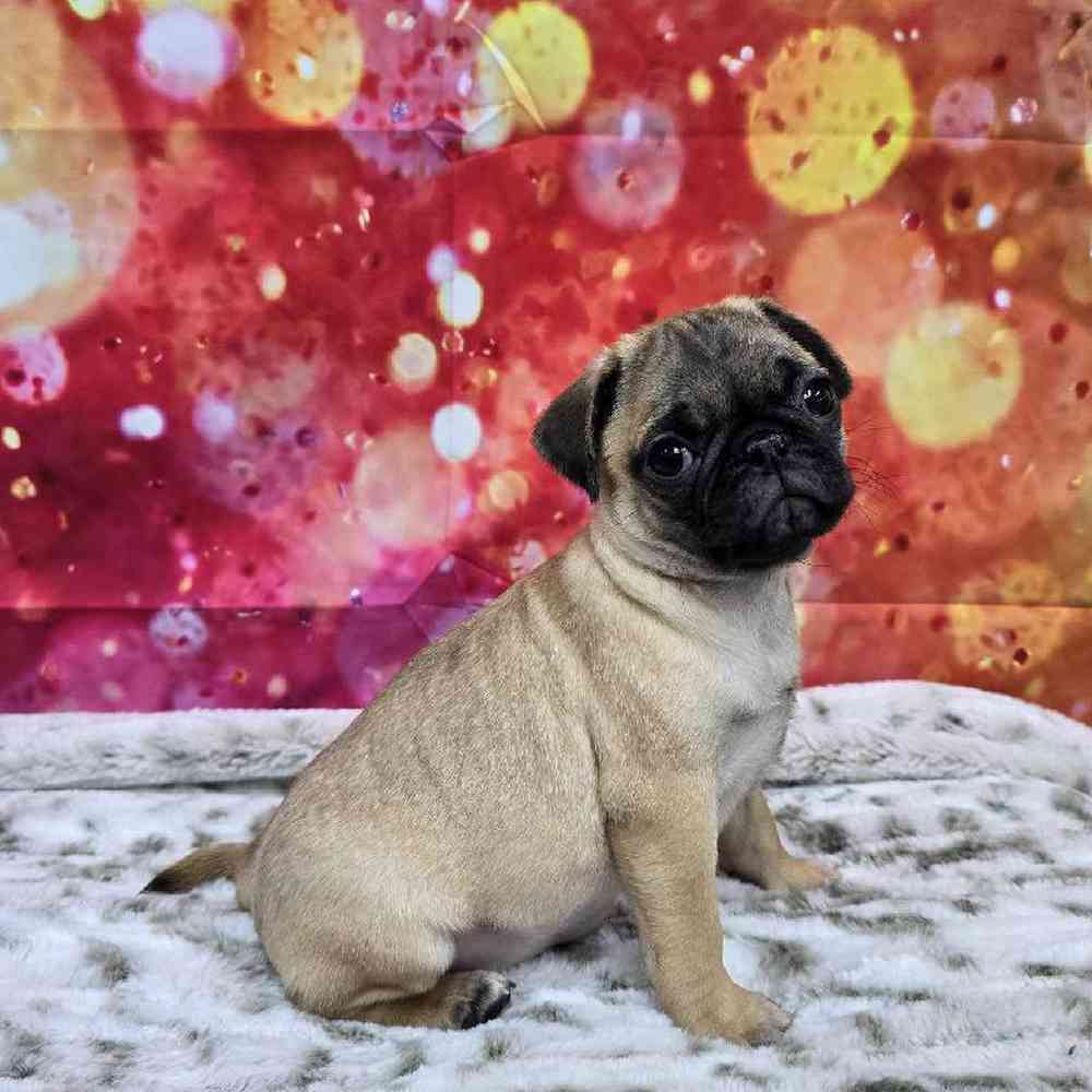 Female Pug Puppy for Sale in Virginia Beach, VA