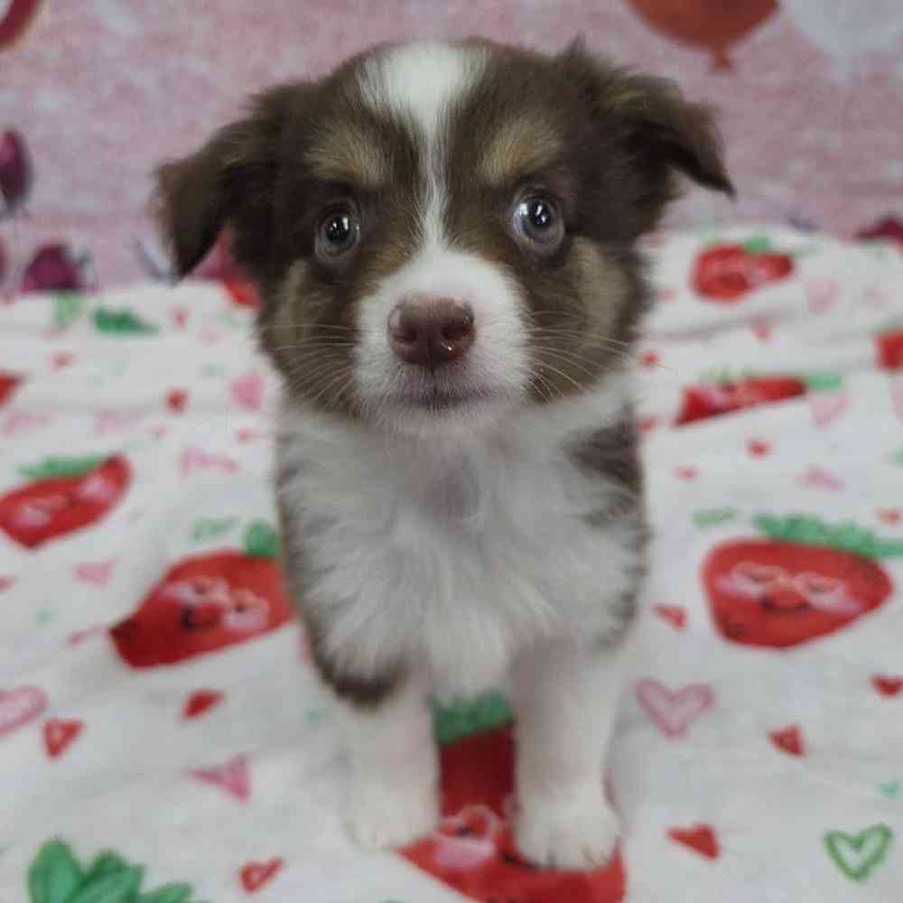 Male Mini Aussie Puppy for Sale in Virginia Beach, VA