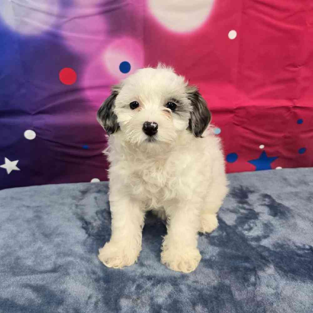 Female Maltipoo Puppy for Sale in Virginia Beach, VA