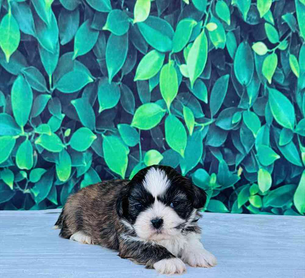 carousel pet images