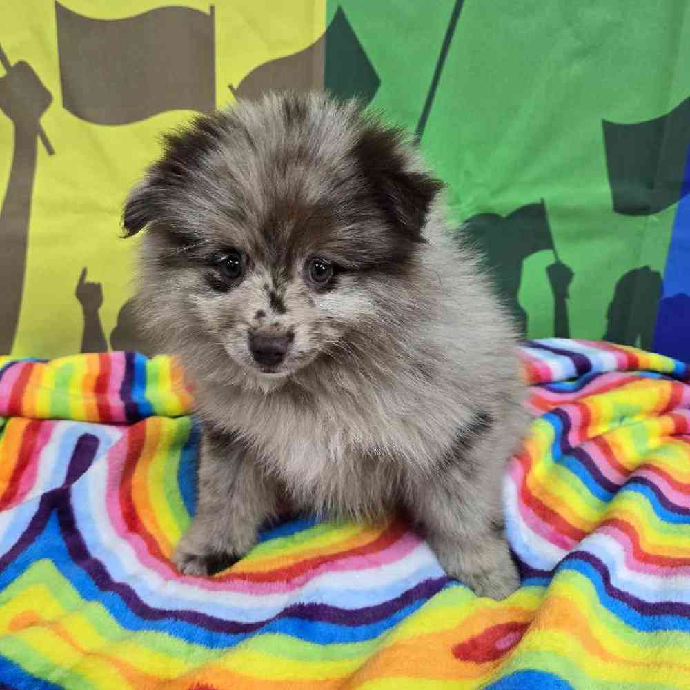 Female Pomsky Puppy for Sale in Virginia Beach, VA
