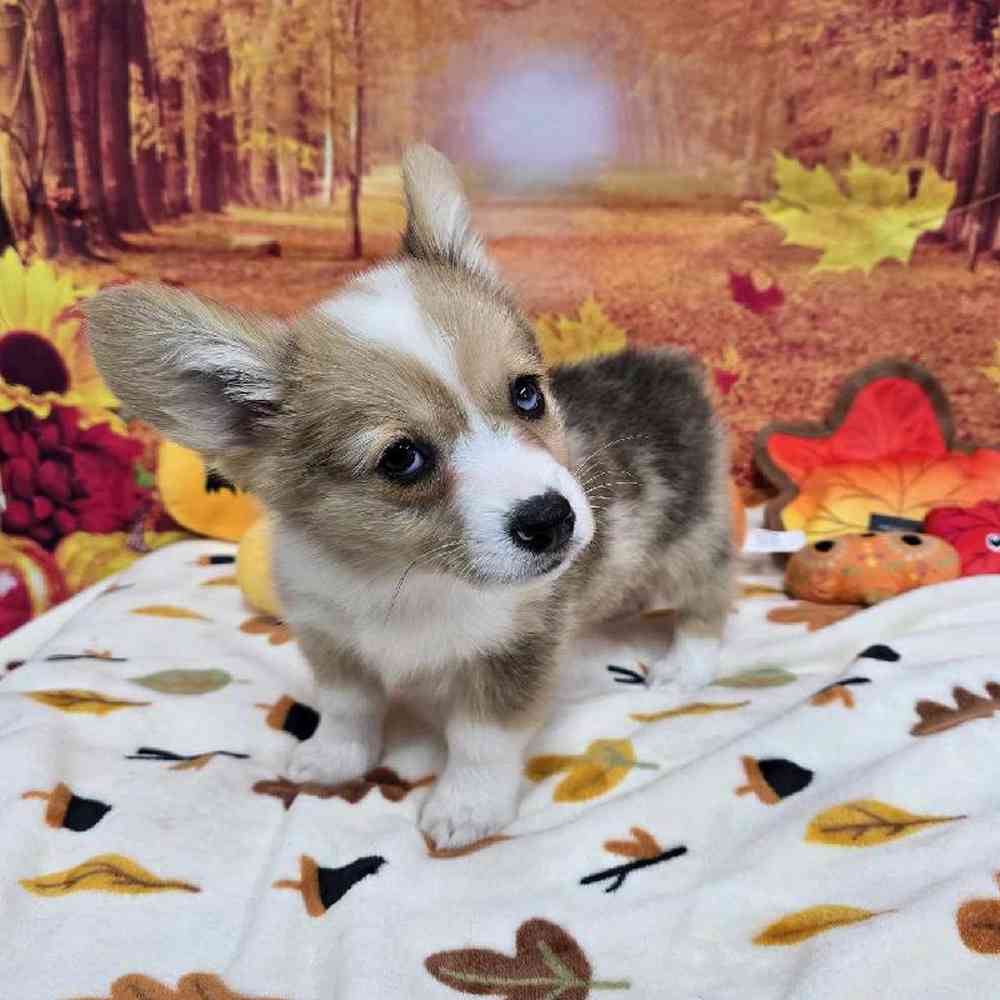 Male Pembroke Welsh Corgi Puppy for Sale in Virginia Beach, VA