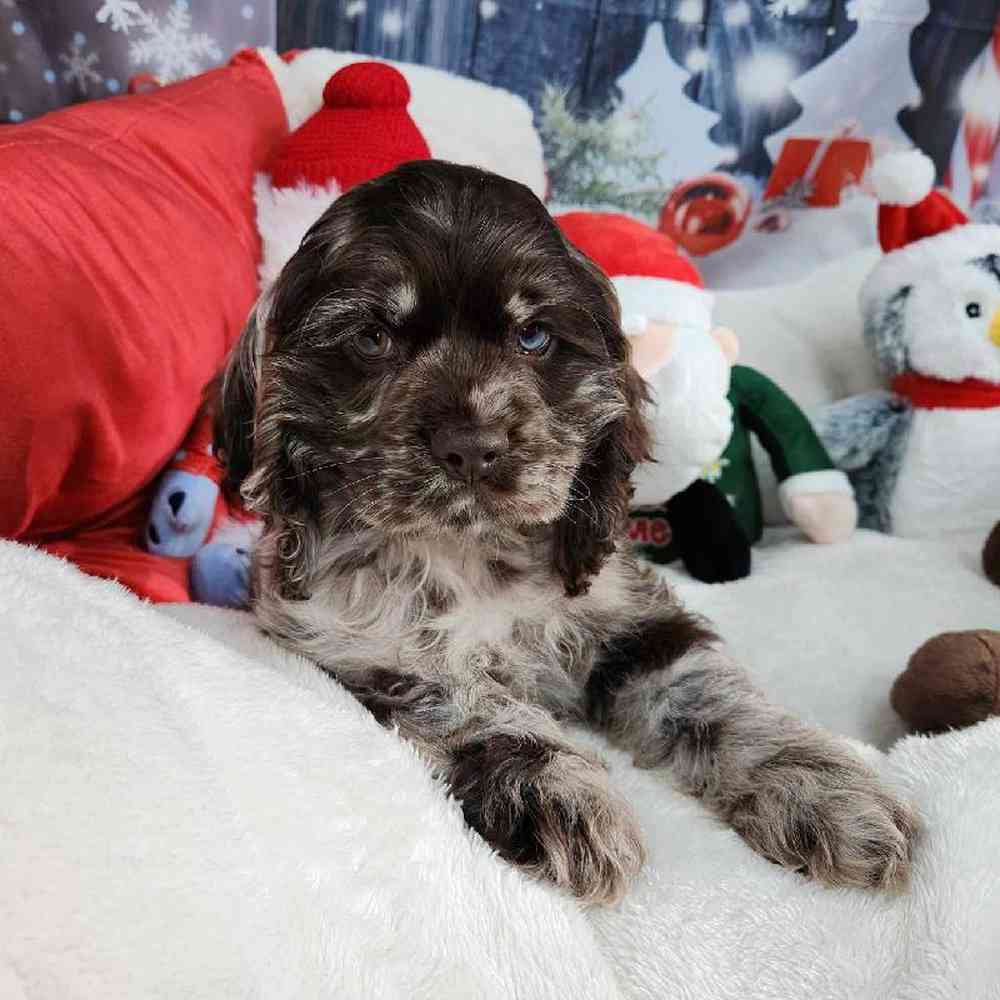 Male Cocker Spaniel Puppy for Sale in Virginia Beach, VA