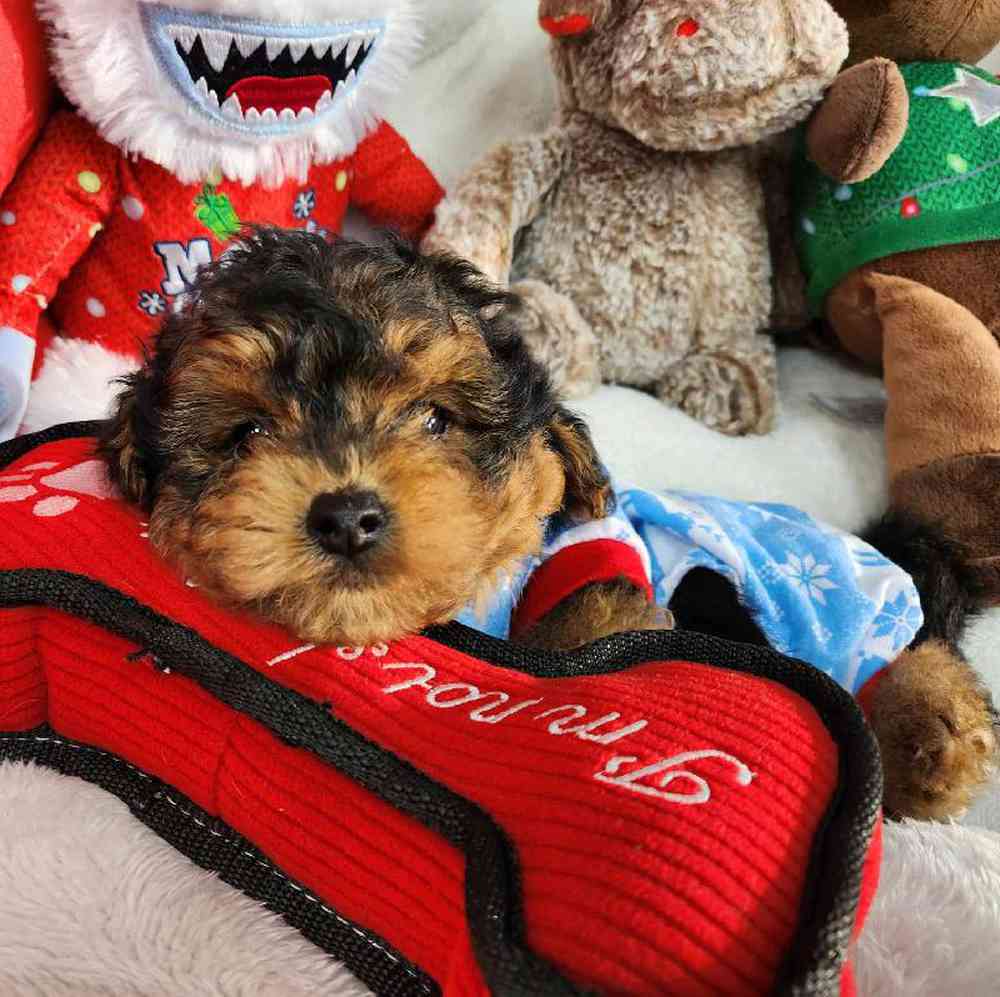 Male Yorkie-Poo Puppy for Sale in Virginia Beach, VA