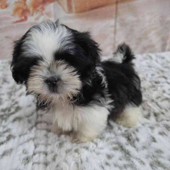 Shih Tzu