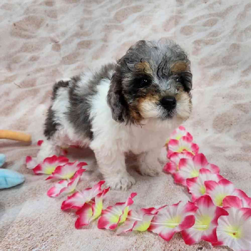 Male Teddy Bear Puppy for Sale in Virginia Beach, VA