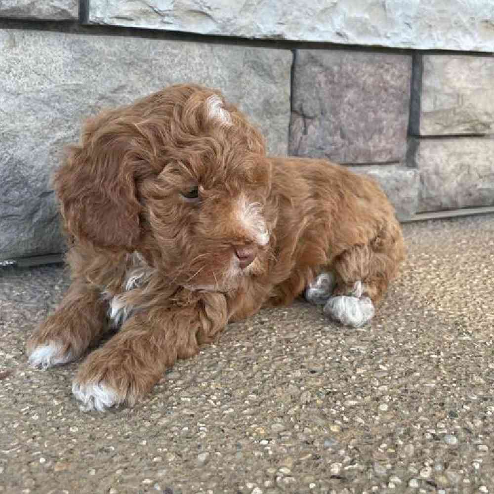 Male Mini Poodle Puppy for Sale in Virginia Beach, VA