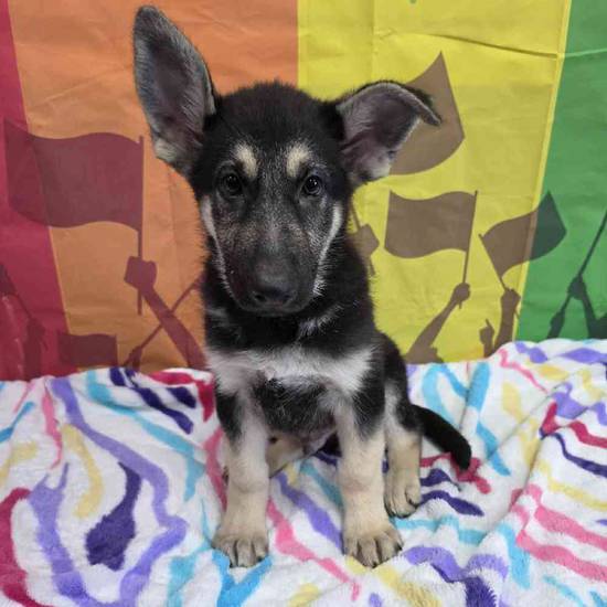 German Shepherd